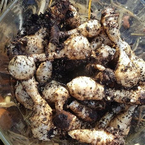 Harvesting And Tasting Jerusalem Artichokes For The First Time Ever