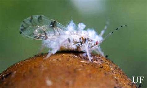 White Fuzzy ‘gnats Floating Around Are Really Aphids Rome News