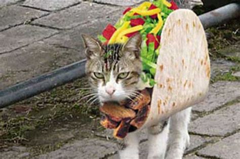 46 Thoughts People Have While Getting Tacos At 2 Am Funny Cat