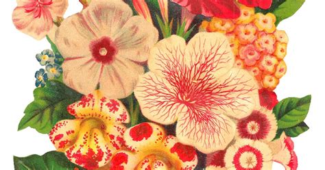 Antique Images Stock Antique Seed Catalog Digital Flower Clip Art