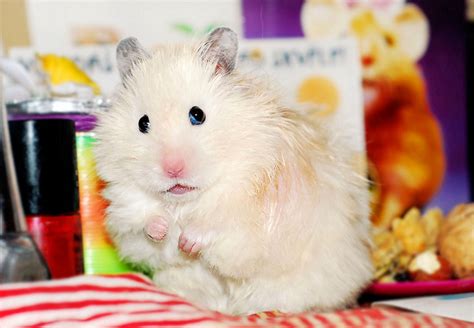 Unexpectedly Funny Things To Do With Hamsters When Youre Bored The