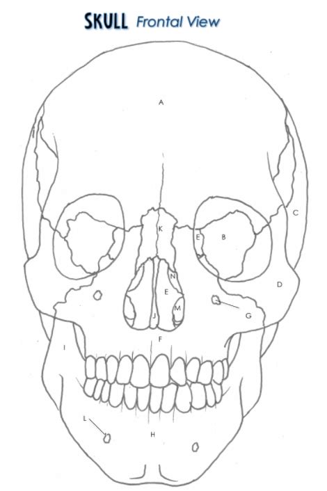 Skull Frontal View Diagram Diagram Quizlet