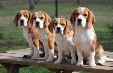 Consumer complaints and reviews about boxer breeder providence, north carolina. Miller Beagle Pups | AKC Beagles Puppies For Sale | North ...