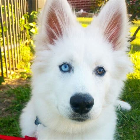 White Husky With Blue Eyes New Product Product Reviews Deals And