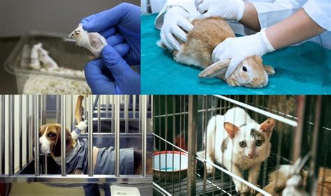 Avança PL que cobra informações sobre testes em animais Vegazeta