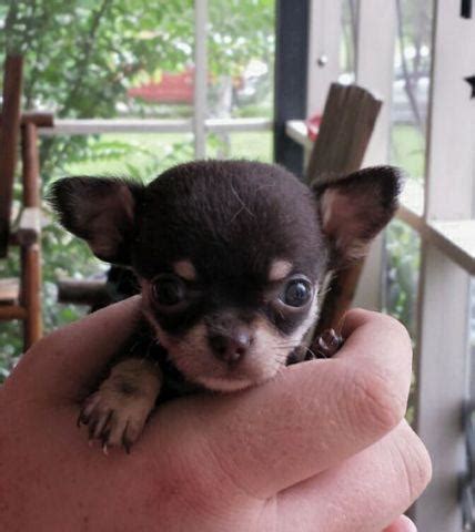 They are slightly larger than other chihuahua varieties. Teacup True Applehead Chihuahua puppy for Sale in Center, Georgia Classified | AmericanListed.com