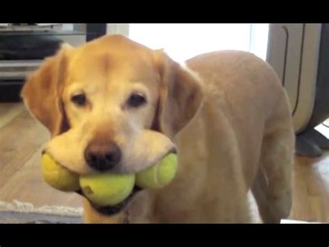 Labrador A Funny Labradors Videos Compilation New Hd Youtube