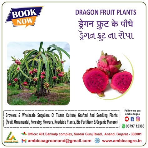 Dragon Fruits Plants At Rs 65piece ड्रैगन फ्रूट प्लांट In Anand Id 16344838497