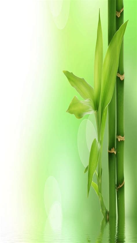 Green Bamboo Nature Hd Phone Wallpaper Peakpx