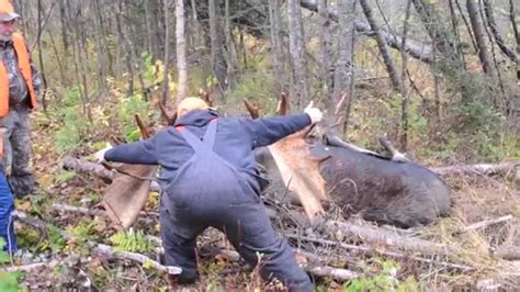 2013 Maine Moose Hunt Northern Maine Allagash Youtube