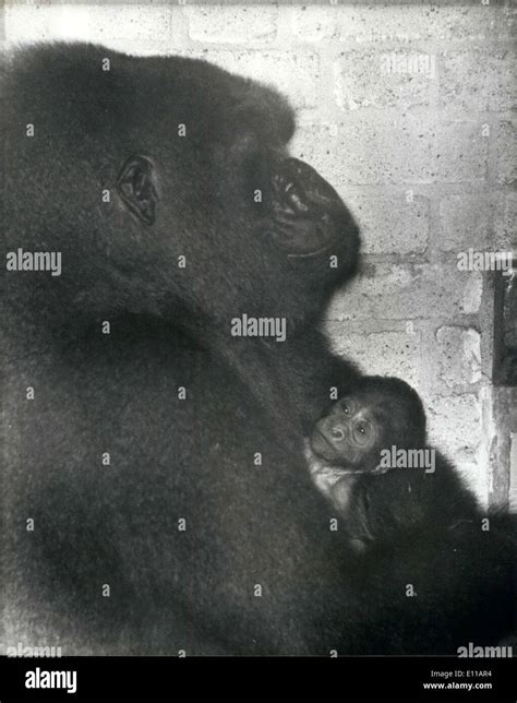 Jun 16 1976 New Baby Gorilla Born At The London Zoo Lomie The 11