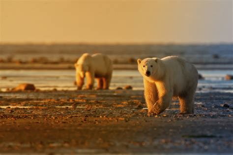 Churchill Polar Bear Day Tours From Winnipeg Heartland Travel And