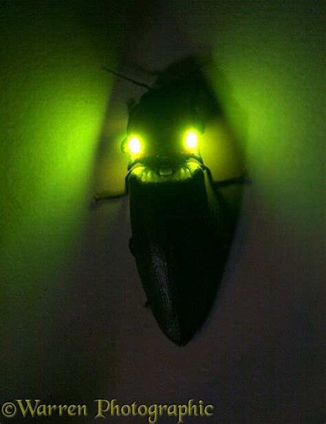 Glowing Click Beetle Floridas Lightning Bug Garden Visitors