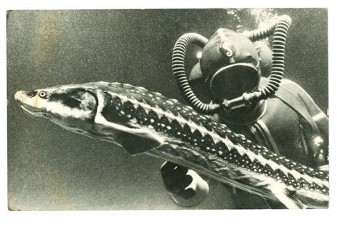 The russian sturgeon (acipenser gueldenstaedtii), also known as the diamond sturgeon or danube sturgeon, is a species of fish in the family acipenseridae. Peşti din România | Enciclopedie.info