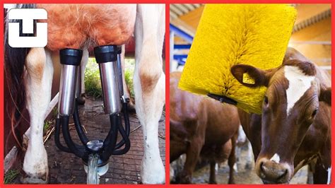 Amazing Cow Farming Harvest Milking Technology Machines YouTube