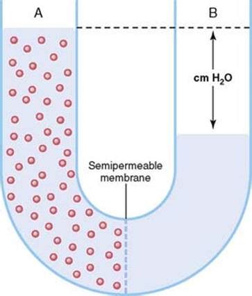 On the other hand, cell membranes restrict diffusion of highly charged molecules, such as ions, and large molecules, such as sugars and amino acids. Solution Or Across A Semipermeable Membrane. Simple Diffusion Is Carried Out By The Actions Of ...