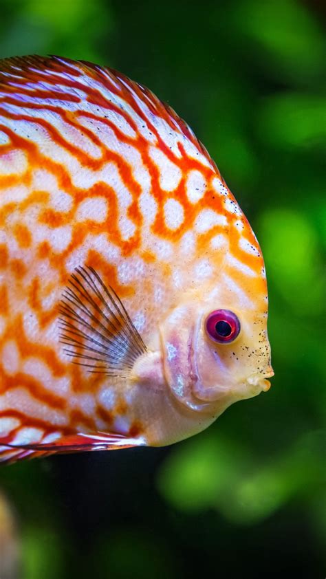 Discus Fish Underwater Wallpaper Iphone Android And Desktop