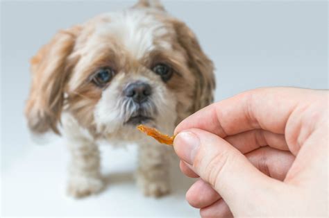 We did not find results for: Shih Tzu Puppy Not Eating | ThriftyFun