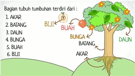 Jaringan yang menyusun tumbuhan terdiri dari dua yaitu jaringan meristem dan jaringan dewasa. Bagian Tubuh Tumbuhan dan Fungsinya - YouTube
