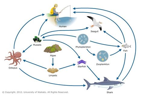 Marine Food Web Food Web Animal Study Learning Science