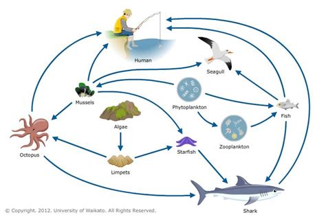 Marine Food Web Food Web Ocean Food Web Food Chain Activities