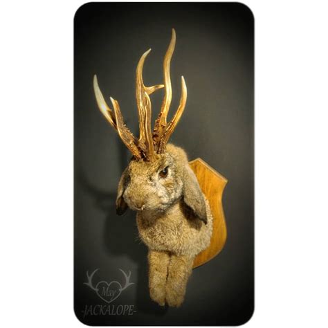 The Jackalope Queen Perfect Mythical Creature Jackalope Taxidermy