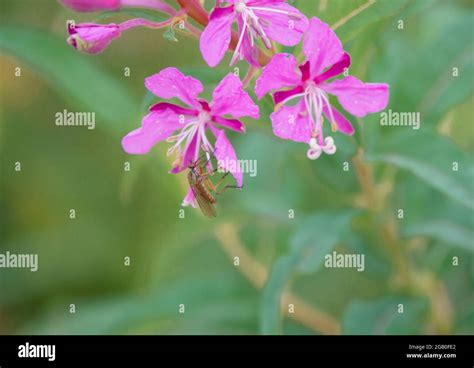 Beautiful Pink Flowers Of Fireweed Chamaenerion Angustifolium Also