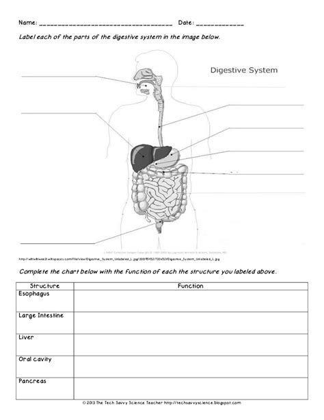 Human Digestive System Diagram Worksheet