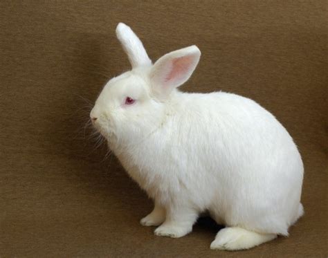The american rabbit breeders association currently recognise the new zealand in four separate. New Zealand rabbit | petmapz by Dr. Katz, Your ...