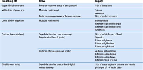 Nerve Lesions And Entrapment Neuropathies Of The Upper Limb Clinical Gate