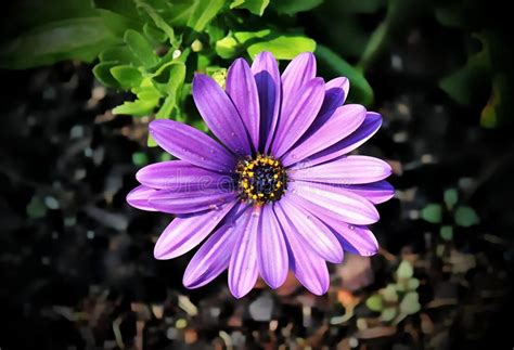 Colorful Purple Daisy Flower Stock Photo Image Of Blossom Petals