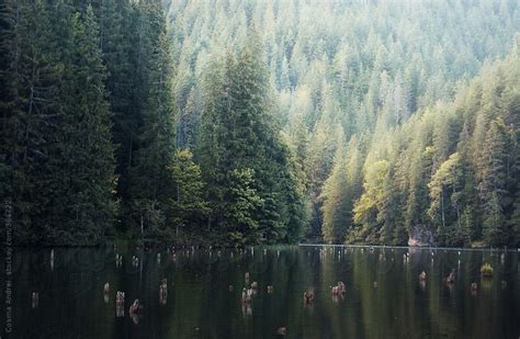 Mountain Lake With Pine Trees And Stub In Water By Stocksy
