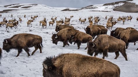 10 Bold Pictures Of Bison The New Us National Mammal