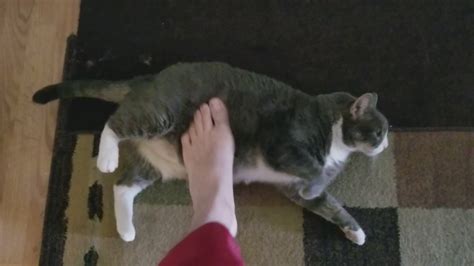 Cat Foot Fetish YouTube