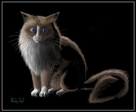 Ragdoll Cat By Emberiza On Deviantart