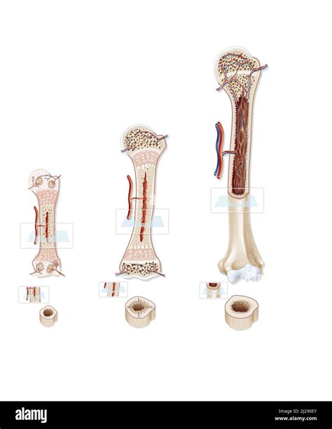 Humerus Bone Hi Res Stock Photography And Images Alamy