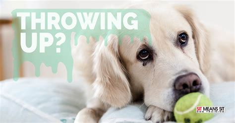 When a dog throws up recently eaten food, you're rightfully concerned, but there are a few things that could be bothering his stomach. Why Is My Dog Throwing Up So Much? | Sit Means Sit Dog ...