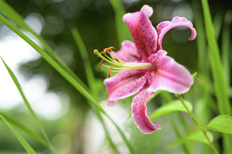 A Big Purple Tiger Lily In Summer Photograph By Stefan Rotter Pixels