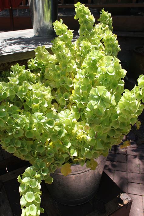 We did not find results for: Bells of Ireland | Plants, Flowers, Wedding