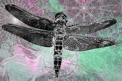 Dragonfly Abstract Modern Art Stock Image Image Of Tree Vector