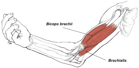 The brachialis (arm muscle) and gluteus (buttock) muscles are examples. Brachialis Muscle: Location and Actions ...