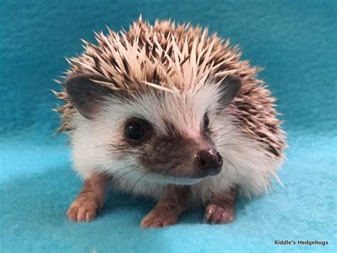 Search through thousands of dogs for sale and puppies for sale adverts near me in the usa and europe at animalssale.com. For Sale | Riddle's Hedgehogs - Hedgehog Breeder in ...