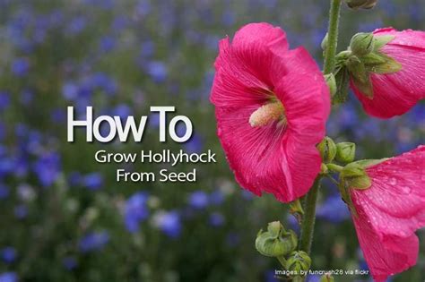 How To Grow Hollyhock From Seed Hollyhock Growing Hollyhocks Garden