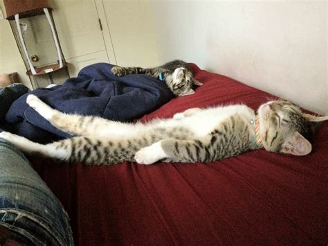 This type of sleeping position makes the feline's body extremely vulnerable and it cat loaf. 16 Funny Sleeping Position of Cat and Kitten