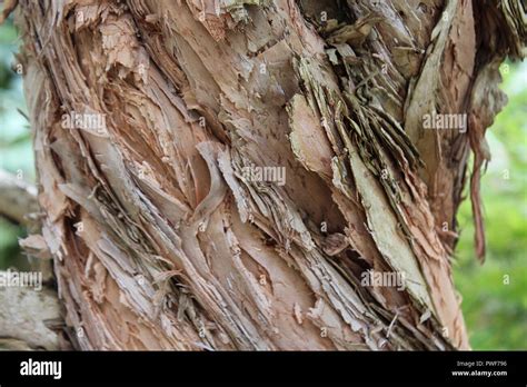 Close Up Of Twisted Peeling Bark Of A Large Tree In San Francisco