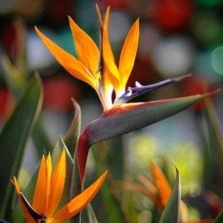 Bird of paradise, also known as crane flowers, is one of the most beautiful and exotic flower types. Bird of Paradise Plants for Sale - FastGrowingTrees.com