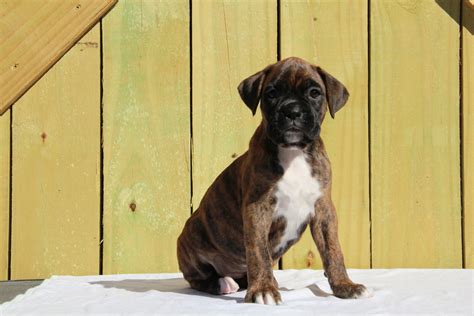 Black Boxer Puppies For Sale In Florida