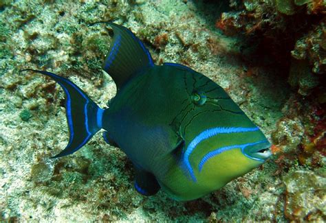 Queen Triggerfish Quite Rare In The Caribbean But Very Co Flickr