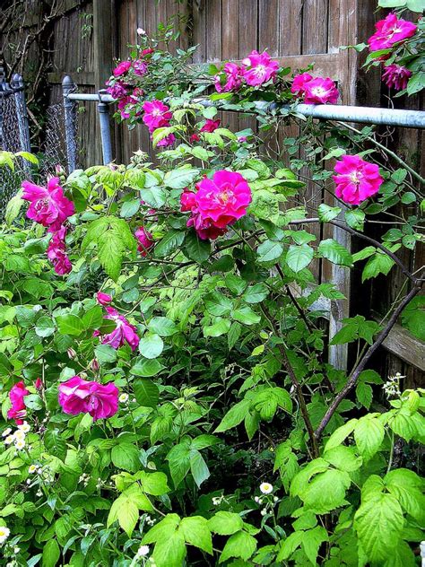 On Thorns And Thornless Rose Recommendations The Lazy Organic Rose