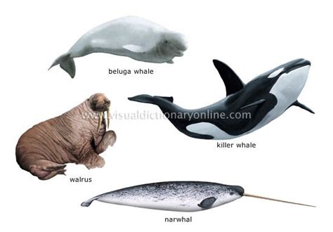 Types Of Sea Mammals Mammals Marine Mammals Sea Mammal
